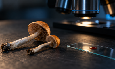 Psychedelics and Inflammation: What Cannabis Readers Should Know