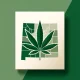 cannabis in colorado