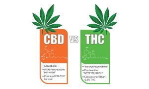 CBD vs THC