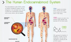 how CBD works in the brain