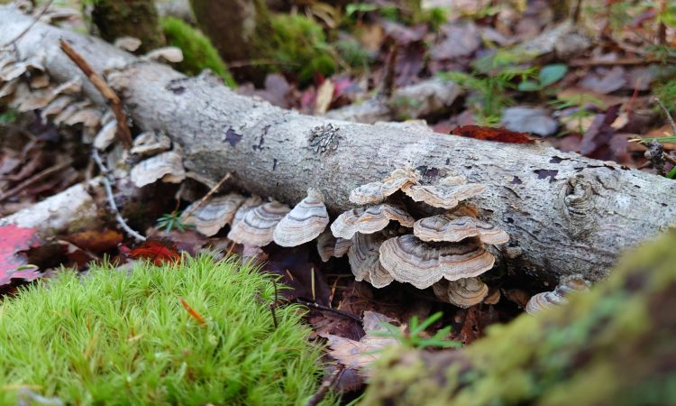 Trametes versicolor (Turkey Tail)