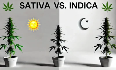 sativa vs. indica