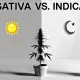 sativa vs. indica