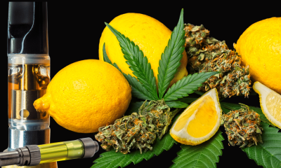 Limonene Curbs Cannabis Induced Anxiety