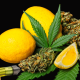 Limonene Curbs Cannabis Induced Anxiety