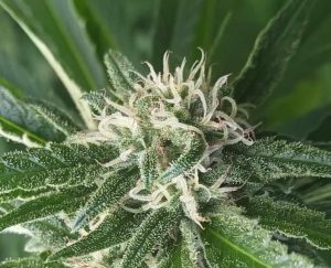late stage trichomes