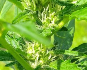 trichomes