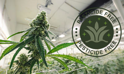 California Cannabis Vape Recall for Pesticides