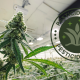 California Cannabis Vape Recall for Pesticides