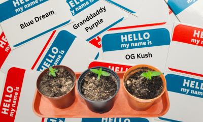 How Cannabis Cultivars (Strains) Get their Names