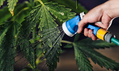flushing your cannabis plants pros and cons