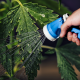 flushing your cannabis plants pros and cons