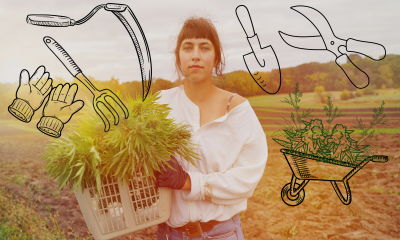 how to harvest cannabis step by step
