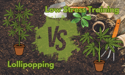 low stress training vs lollipopping when growing cannabis, which is better?