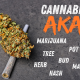 Cannabis is a plant of many names.