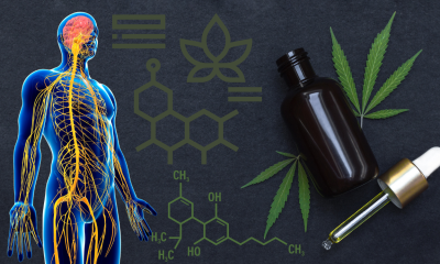 The Endocannabinoid System, What it Is, and How it Works