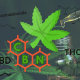 what is cbn and what does it do