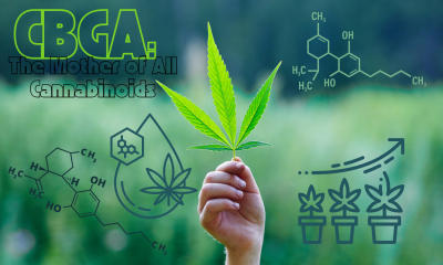 CBGA is considered the