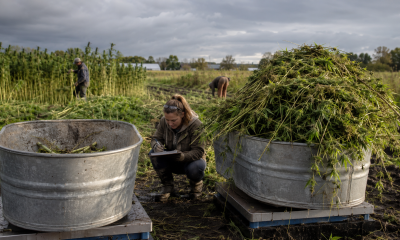 Narrower Rows Could Improve Industrial Hemp Yields