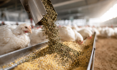 Can Spent Hemp Biomass Safely Become Chicken Feed?