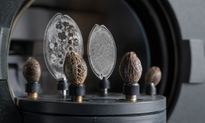 X-Ray Imaging Could Improve Hemp Seed Germination