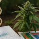 Photorealistic cannabis plant beside DNA model and genetic charts, symbolizing cannabis genomics research in a natural setting
