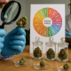 A cannabis scientist wearing blue gloves closely examines a cannabis flower with a magnifying glass in a lab setting. Glass jars containing buds and petri dishes are arranged on a wooden table, and an aroma wheel chart sits behind them, illustrating terpene and scent profiles as another researcher takes notes in the background.