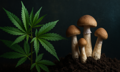 Photorealistic psilocybin mushrooms and a cannabis leaf placed on a laboratory table with glassware and soft teal lighting, symbolizing modern psychedelic and cannabis research.