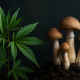 Photorealistic psilocybin mushrooms and a cannabis leaf placed on a laboratory table with glassware and soft teal lighting, symbolizing modern psychedelic and cannabis research.