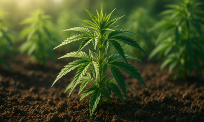 healthy hemp plants growing in nutrient-rich soil under natural light, symbolizing the link between soil health and cannabinoid potency.
