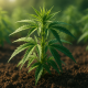 healthy hemp plants growing in nutrient-rich soil under natural light, symbolizing the link between soil health and cannabinoid potency.
