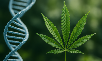 A photorealistic image showing a green cannabis leaf beside a twisting blue DNA double helix, symbolizing the genetic connection between cannabis use and mental health research.