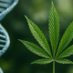 A photorealistic image showing a green cannabis leaf beside a twisting blue DNA double helix, symbolizing the genetic connection between cannabis use and mental health research.