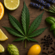A photorealistic widescreen image of a cannabis leaf surrounded by natural terpene sources — sliced oranges, lemons, basil, lavender, rosemary, hops, cloves, and black pepper — on a rustic wooden surface, symbolizing the diverse aromas and health benefits of cannabis terpenes.