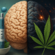 Photorealistic widescreen image showing a human brain split in half—one side light-toned with a GLP-1 injection pen and molecular model symbolizing metabolism, and the other side dark-toned with glowing neural networks and a cannabis leaf representing brain activity and addiction research.