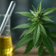 Photorealistic image of a cannabis plant beside glass laboratory flasks containing golden liquid, representing cannabinoid discovery and scientific research.