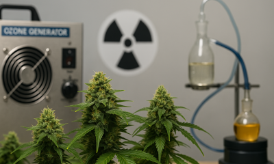 Close-up of cannabis plants in a lab with remediation equipment, including an ozone generator, radiation symbol, and glass apparatus.