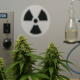 Close-up of cannabis plants in a lab with remediation equipment, including an ozone generator, radiation symbol, and glass apparatus.