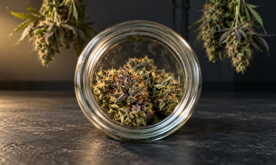 How Cannabis Drying Shapes Terpenes and Flower Quality