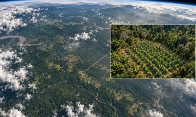 AI Can Now Help Detect Cannabis Crops From Space