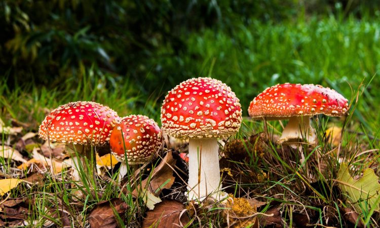 Amanita muscaria (Fly Agaric)