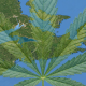 A photorealistic illustration featuring a vibrant green cannabis leaf superimposed over a geographical map of Nova Scotia. The map provides a textured background without specific text labels, highlighting the province's outline, while the leaf serves as the central focal point to represent the regional discussion on cannabis regulation.