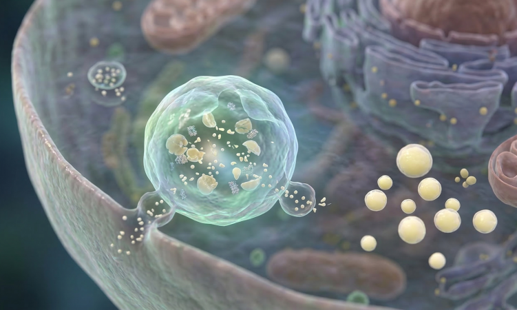 A photorealistic 3D medical illustration of a microscopic cell interior, featuring a glowing lysosome actively breaking down lipid droplets. The scene showcases cellular structures in soft teal and purple hues, representing the process of metabolic waste removal and cellular recycling.