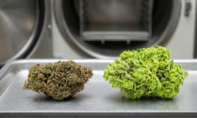 Side-by-side comparison of a dark, compact traditionally cured cannabis bud on the left versus a vibrant, bright green freeze-dried bud retaining full structure on the right.