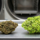 Side-by-side comparison of a dark, compact traditionally cured cannabis bud on the left versus a vibrant, bright green freeze-dried bud retaining full structure on the right.