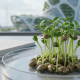 A photorealistic close-up of fresh hemp sprouts growing in a laboratory Petri dish, set against a blurred background of futuristic eco-architecture and a rocket launch, symbolizing the plant's potential in nutritional research and space exploration.