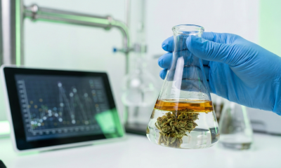 A photorealistic close-up in a modern laboratory showing a scientist's hand in a blue latex glove holding a glass Erlenmeyer flask. Inside the flask, a cannabis flower is submerged in a golden liquid solution, representing chemical extraction. In the blurred background, a digital tablet displays data visualization charts next to stainless steel laboratory equipment, symbolizing the fusion of cannabis and high-tech science