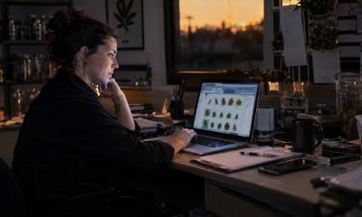 Massachusetts Cannabis Bulletin Keeps Online Discount Ads Prohibited