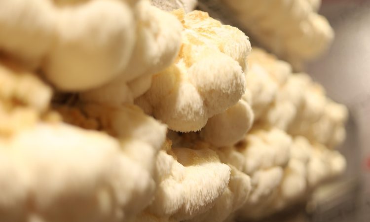 Hericium erinaceus (Lion’s Mane)