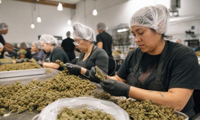 Organigram Posts Record Revenue in First Quarter With Sanity Group